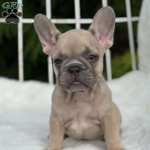 Canyon, French Bulldog Puppy
