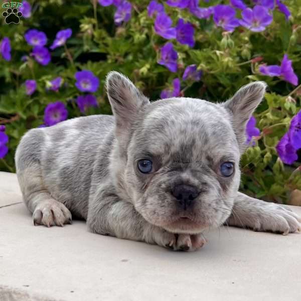 Honey, French Bulldog Puppy