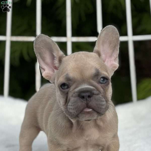 Canyon, French Bulldog Puppy