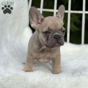 Canyon, French Bulldog Puppy
