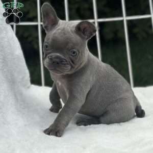 Galaxy, French Bulldog Puppy