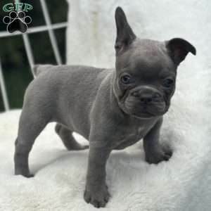 Galaxy, French Bulldog Puppy
