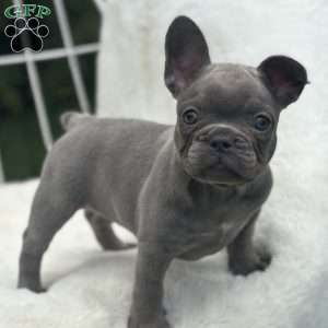 Galaxy, French Bulldog Puppy