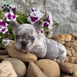 Honey, French Bulldog Puppy