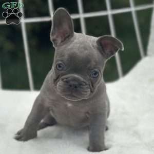 Galaxy, French Bulldog Puppy