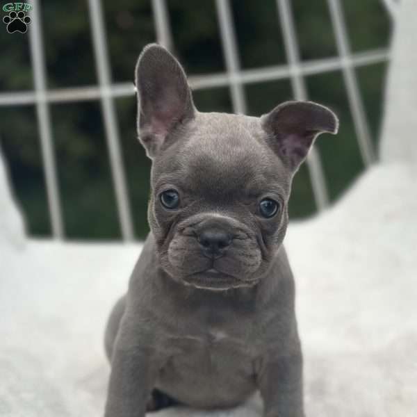 Galaxy, French Bulldog Puppy