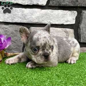 Honey, French Bulldog Puppy