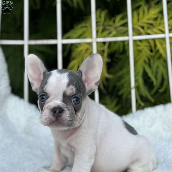 Brandy, French Bulldog Puppy