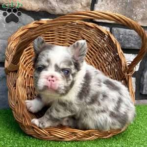Hulk, French Bulldog Puppy