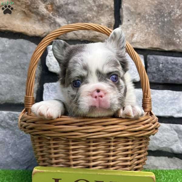 Hulk, French Bulldog Puppy