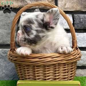 Hulk, French Bulldog Puppy