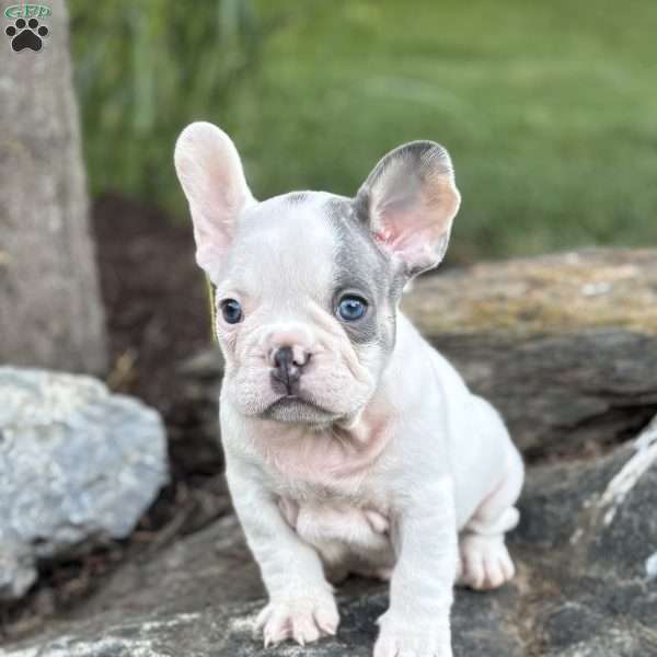 Blaze, French Bulldog Puppy