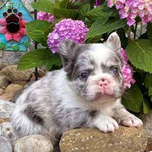 Hulk, French Bulldog Puppy
