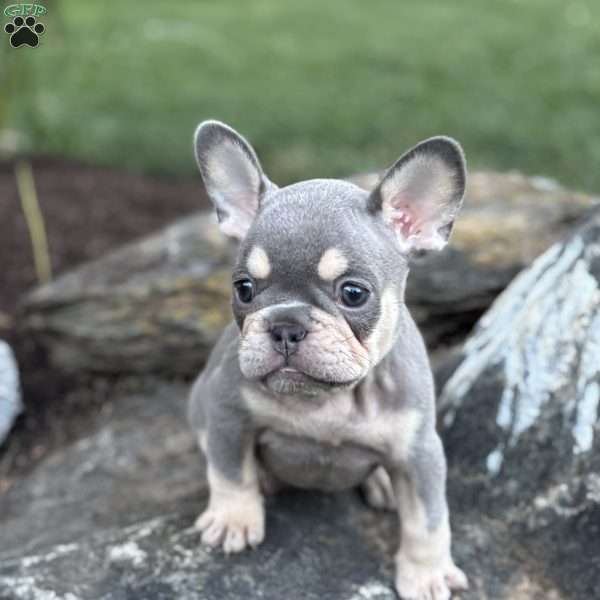 Bree, French Bulldog Puppy