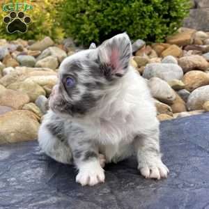 Hulk, French Bulldog Puppy