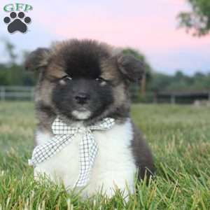 Juno, Akita Puppy