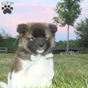 Juno, Akita Puppy