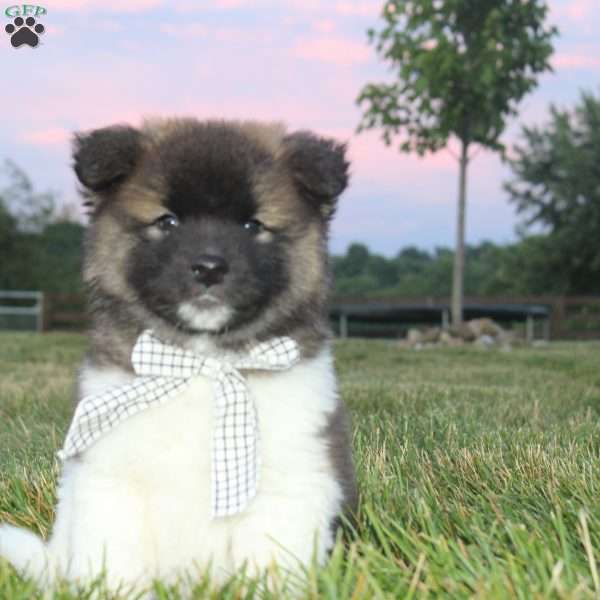 Juno, Akita Puppy