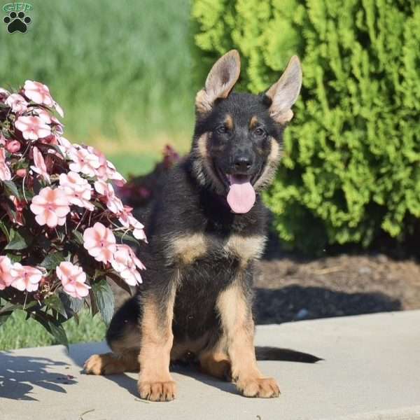 Chloe, German Shepherd Puppy