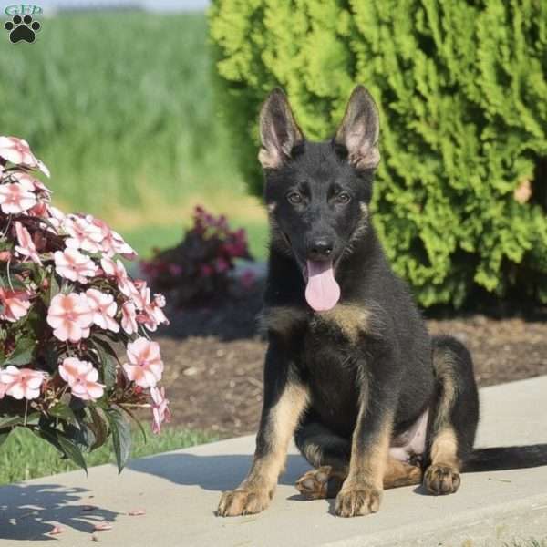 Claire, German Shepherd Puppy