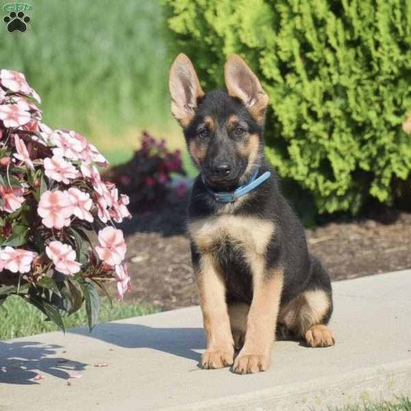 Caroline, German Shepherd Puppy