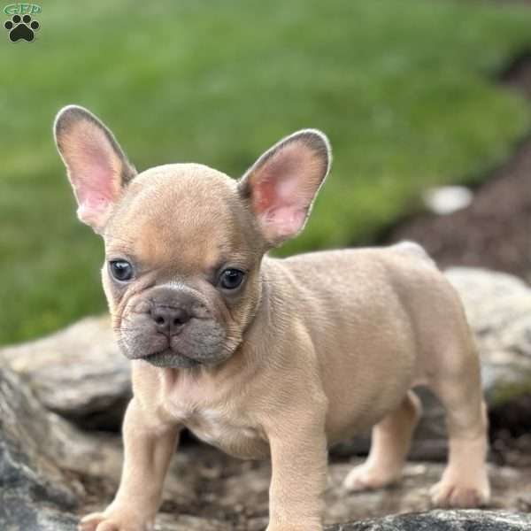 Brody, French Bulldog Puppy