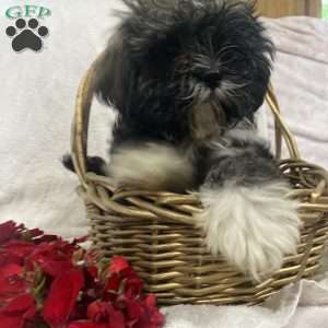 Treston reo, Shih Tzu Puppy