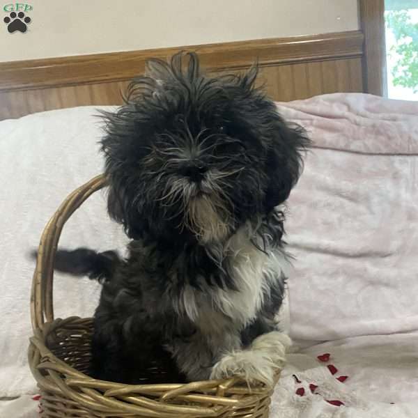 Treston reo, Shih Tzu Puppy