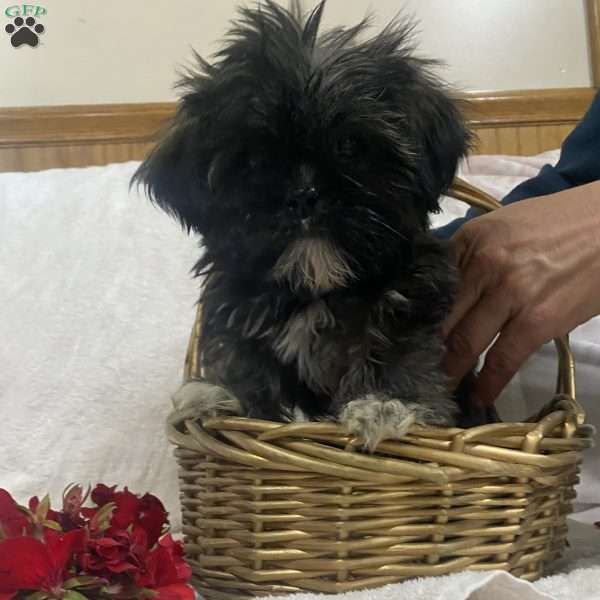 Misty Ann, Shih Tzu Puppy