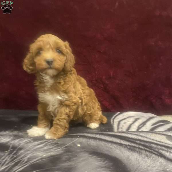 Marty, Mini Goldendoodle Puppy
