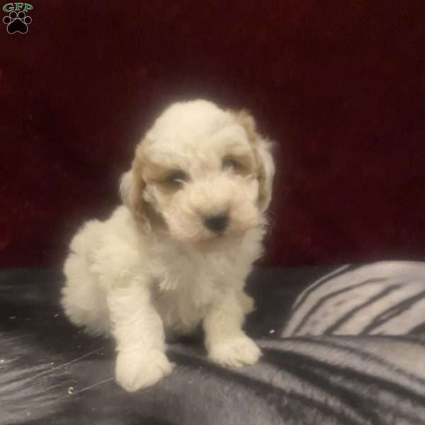 Marshal, Mini Goldendoodle Puppy