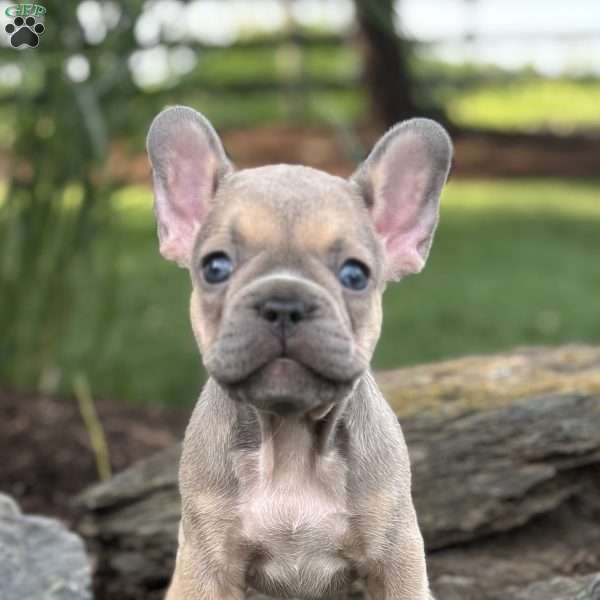 Brooke, French Bulldog Puppy
