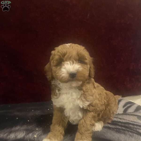 Mack, Mini Goldendoodle Puppy