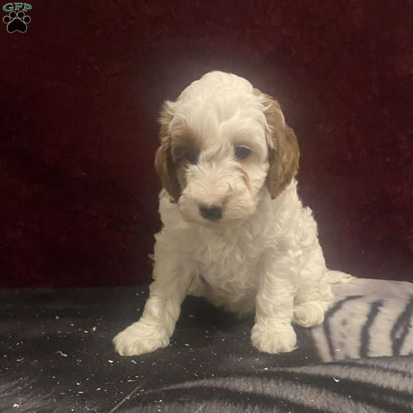 Mylo, Mini Goldendoodle Puppy