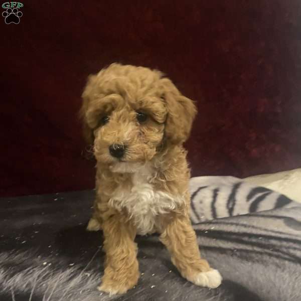 Minnie, Mini Goldendoodle Puppy