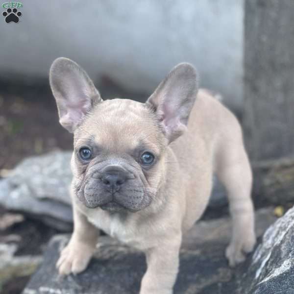 Gus, French Bulldog Puppy