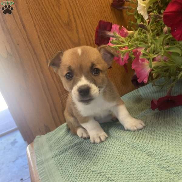 Tina, Jack Russell Mix Puppy
