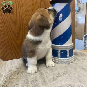 Tommy, Jack Russell Mix Puppy