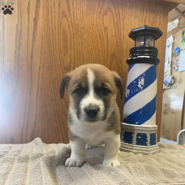 Tommy, Jack Russell Mix Puppy