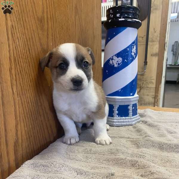 Freddy, Jack Russell Mix Puppy