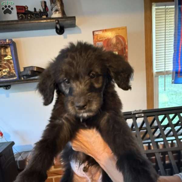 Black, Goldendoodle Puppy