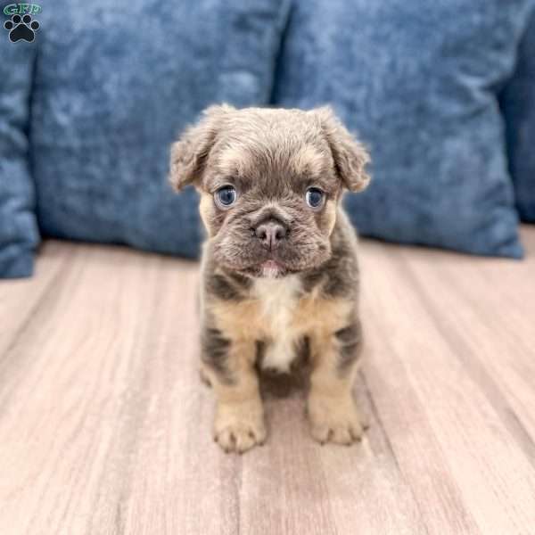 Nala, French Bulldog Puppy
