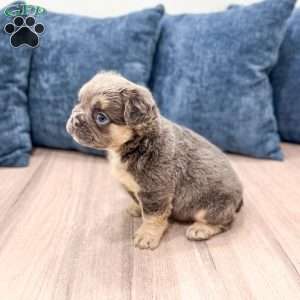 Nala, French Bulldog Puppy