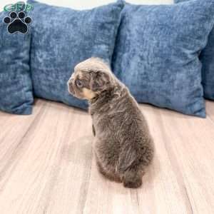 Nala, French Bulldog Puppy