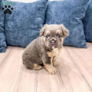 Nala, French Bulldog Puppy