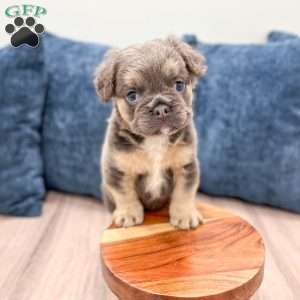 Nala, French Bulldog Puppy
