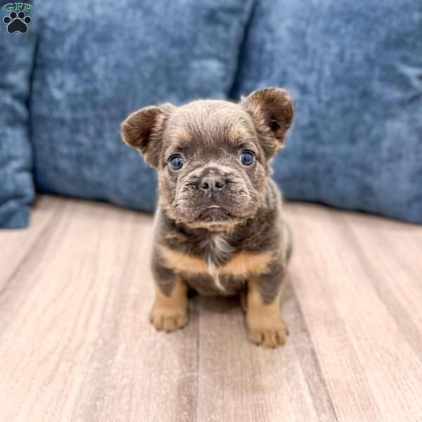 Sage, French Bulldog Puppy