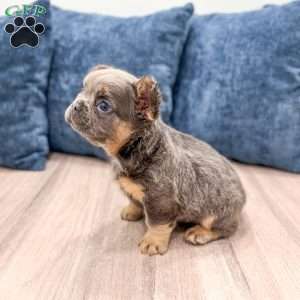 Sage, French Bulldog Puppy