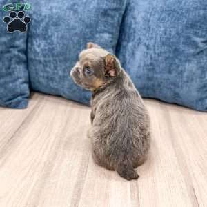 Sage, French Bulldog Puppy