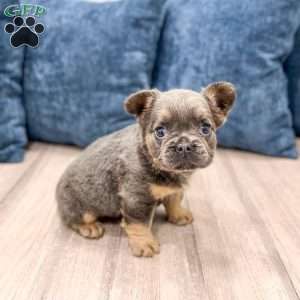 Sage, French Bulldog Puppy